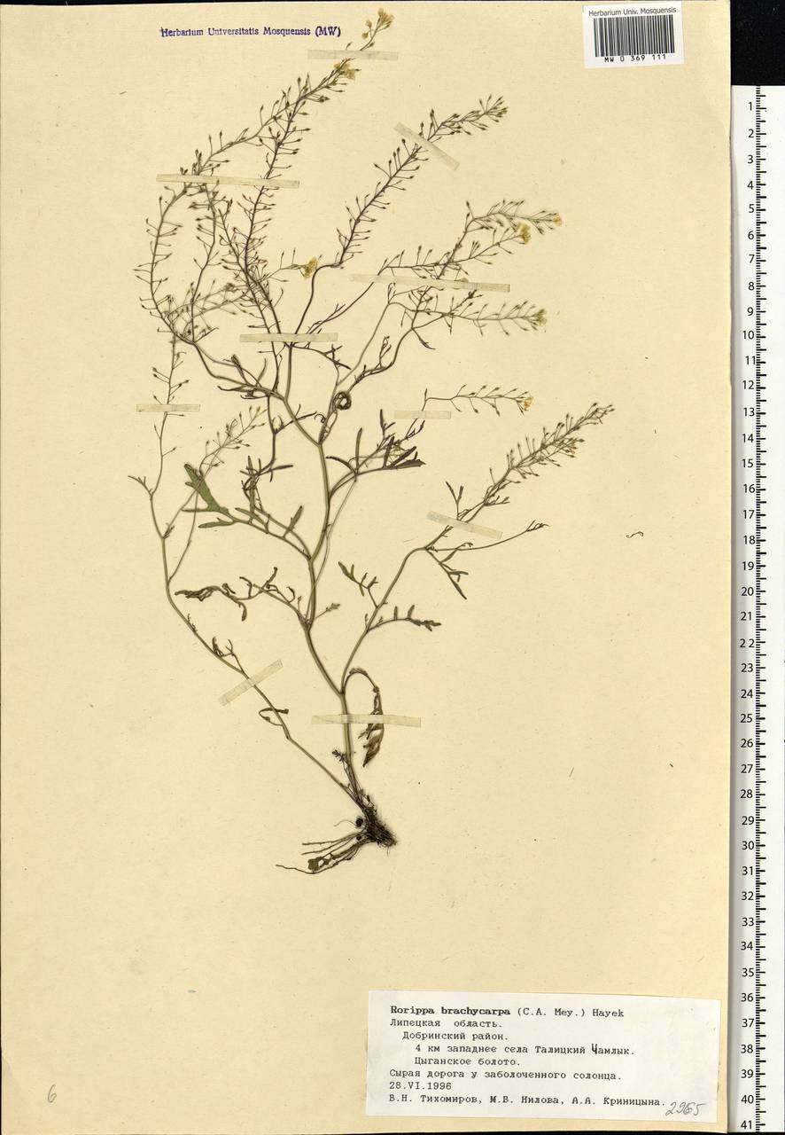 Rorippa brachycarpa (C.A.Mey.) Hayek, Eastern Europe, Central forest-and-steppe region (E6) (Russia)
