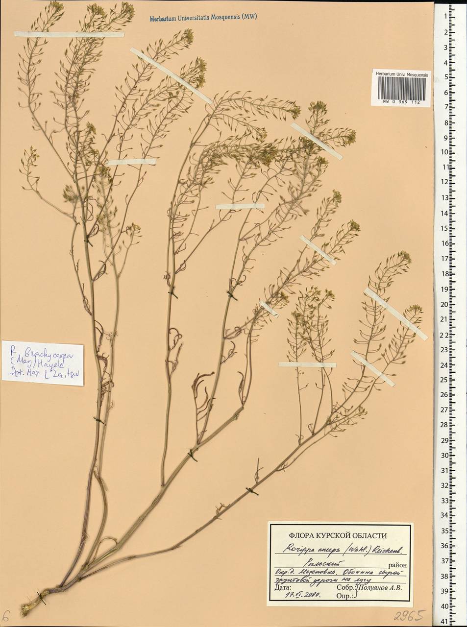 Rorippa brachycarpa (C. A. Mey.) Hayek, Eastern Europe, Central forest-and-steppe region (E6) (Russia)