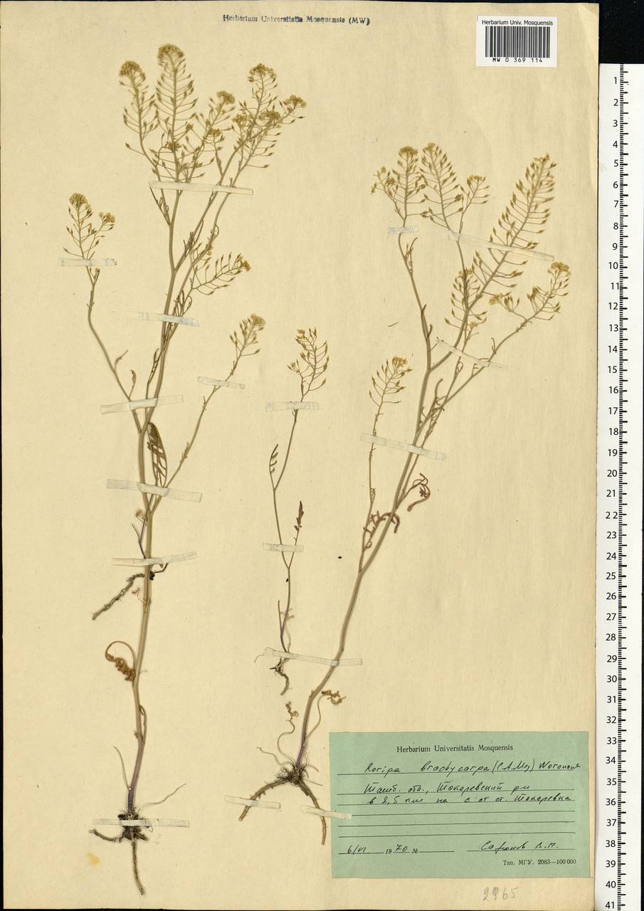 Rorippa brachycarpa (C.A.Mey.) Hayek, Eastern Europe, Central forest-and-steppe region (E6) (Russia)