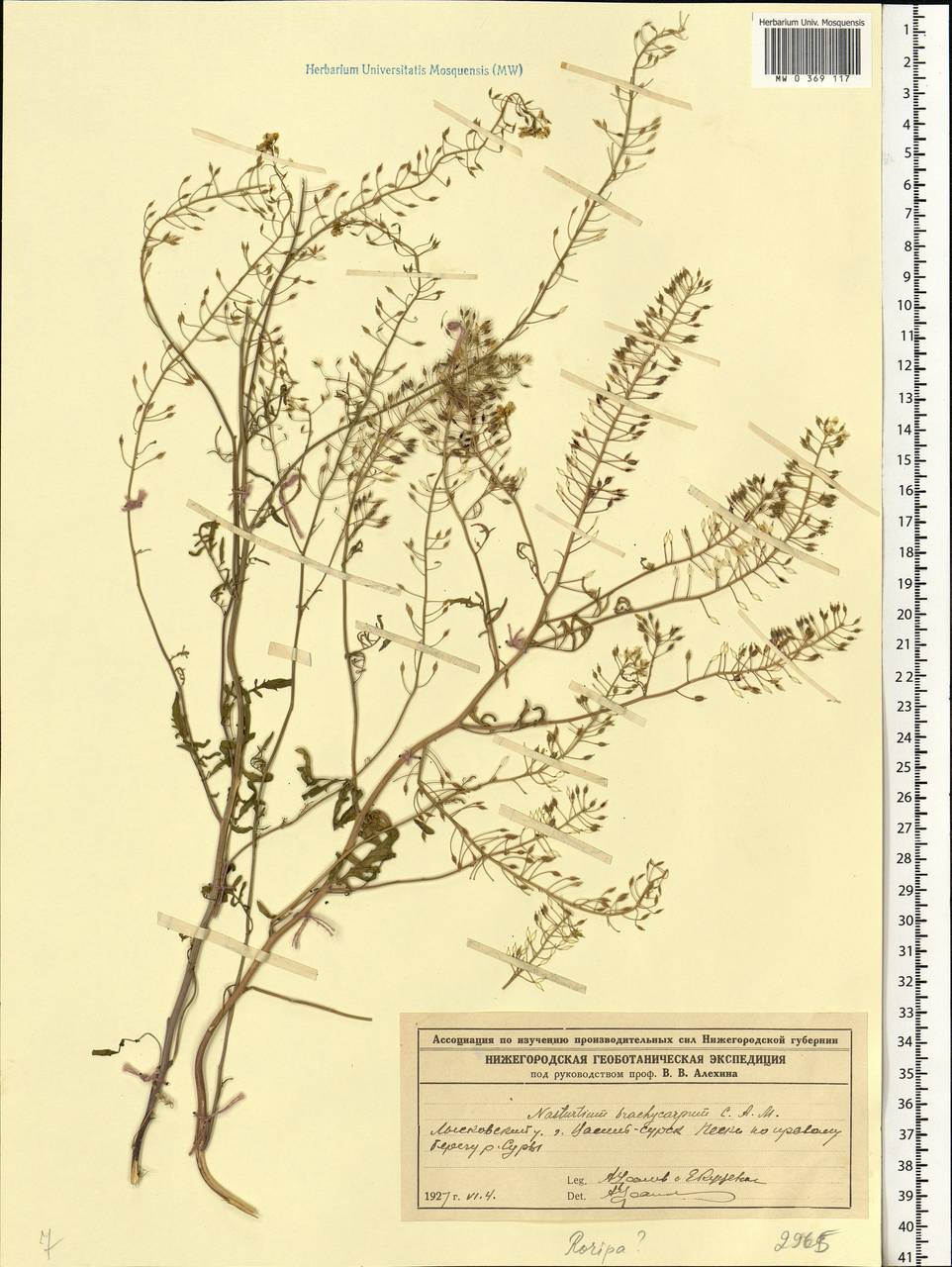 Rorippa brachycarpa (C.A. Mey.) Hayek, Eastern Europe, Volga-Kama region (E7) (Russia)