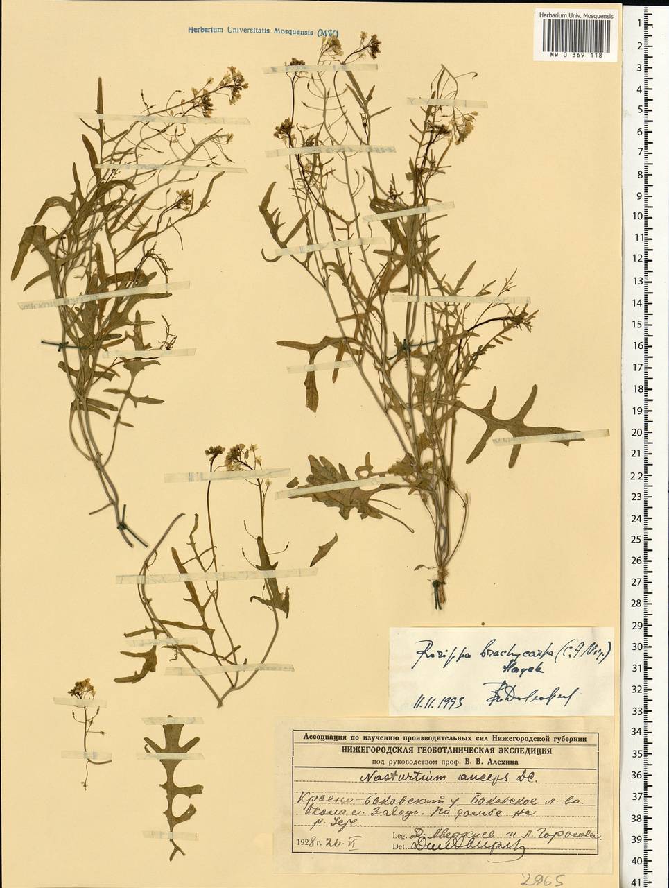 Rorippa brachycarpa (C.A.Mey.) Hayek, Eastern Europe, Volga-Kama region (E7) (Russia)
