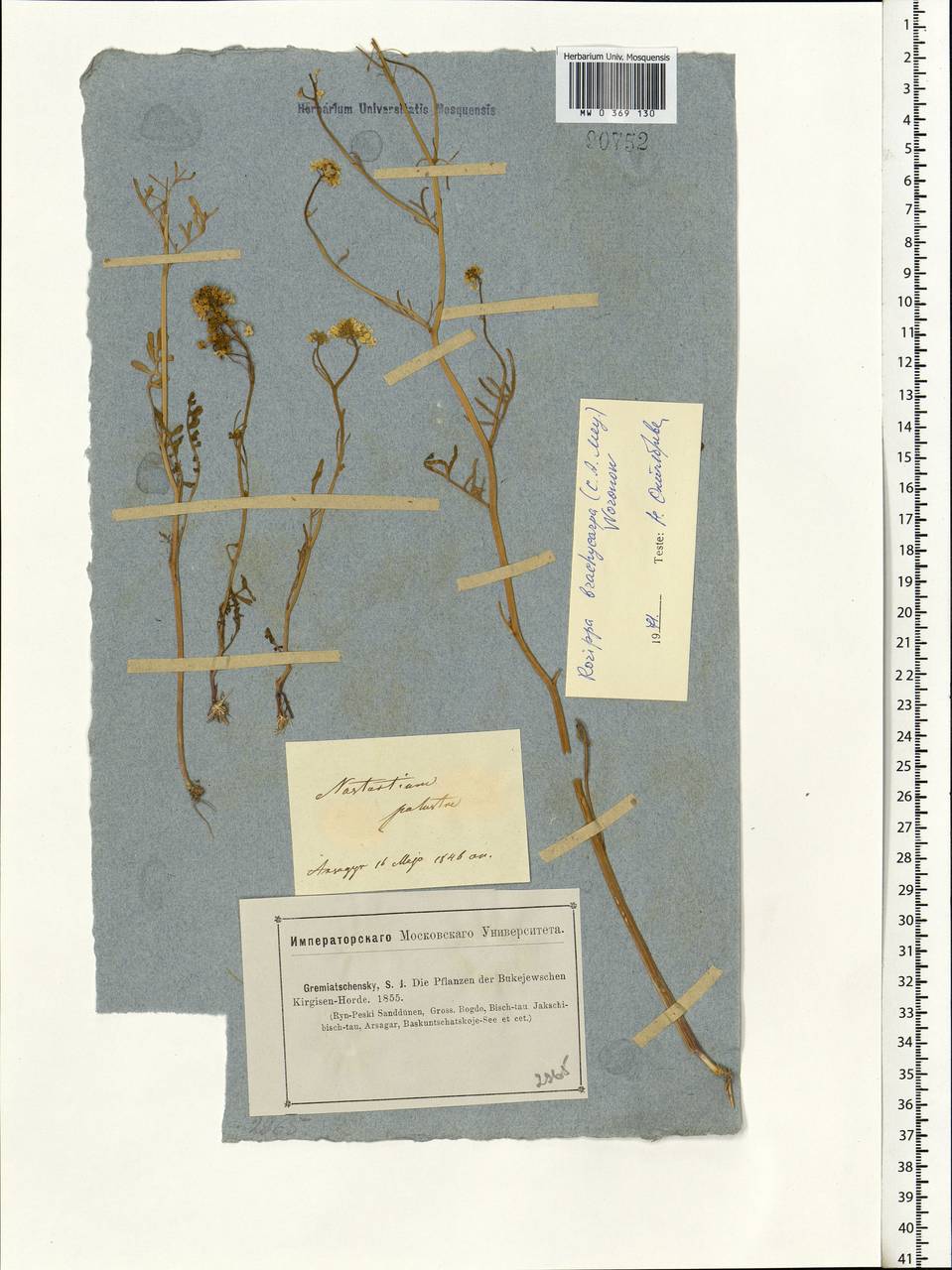 Rorippa brachycarpa (C.A.Mey.) Hayek, Eastern Europe, Lower Volga region (E9) (Russia)