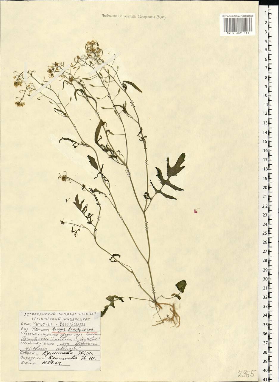 Rorippa brachycarpa (C. A. Mey.) Hayek, Eastern Europe, Lower Volga region (E9) (Russia)