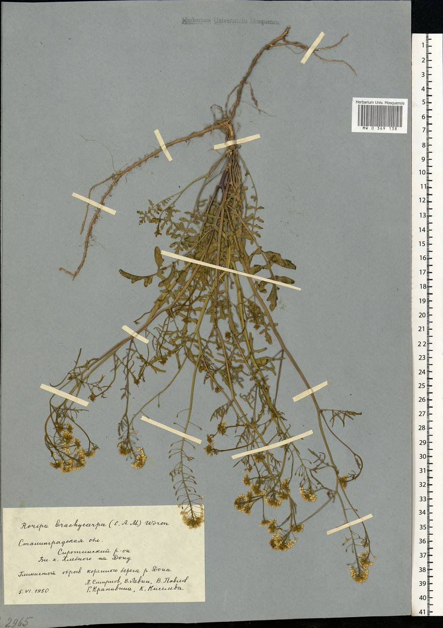 Rorippa brachycarpa (C. A. Mey.) Hayek, Eastern Europe, Lower Volga region (E9) (Russia)