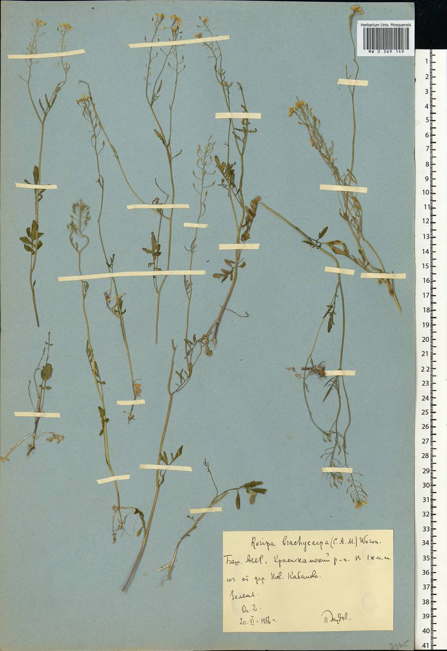 Rorippa brachycarpa (C. A. Mey.) Hayek, Eastern Europe, Eastern region (E10) (Russia)