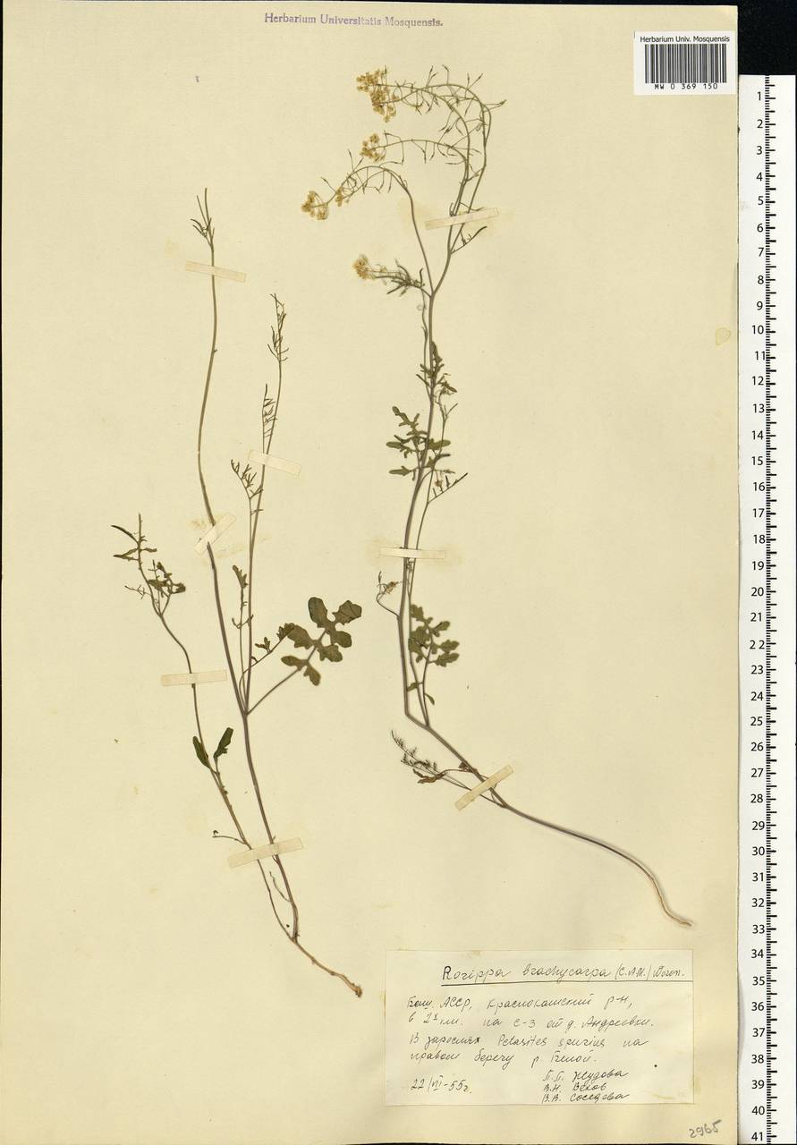 Rorippa brachycarpa (C.A. Mey.) Hayek, Eastern Europe, Eastern region (E10) (Russia)