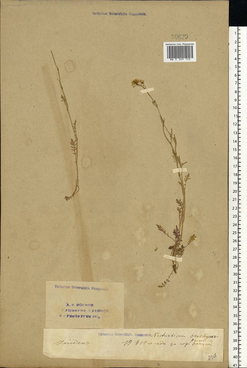 Rorippa brachycarpa (C. A. Mey.) Hayek, Eastern Europe, Eastern region (E10) (Russia)