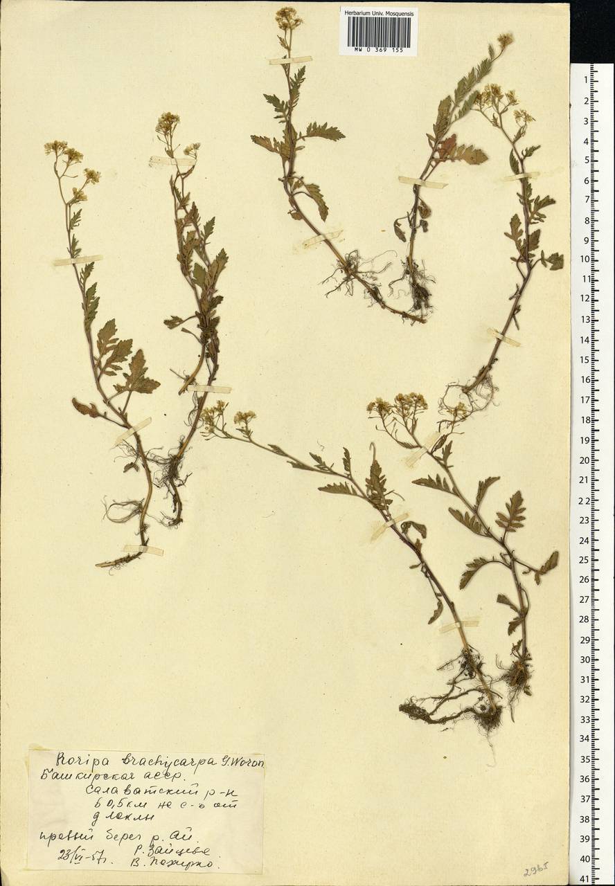 Rorippa brachycarpa (C.A.Mey.) Hayek, Eastern Europe, Eastern region (E10) (Russia)