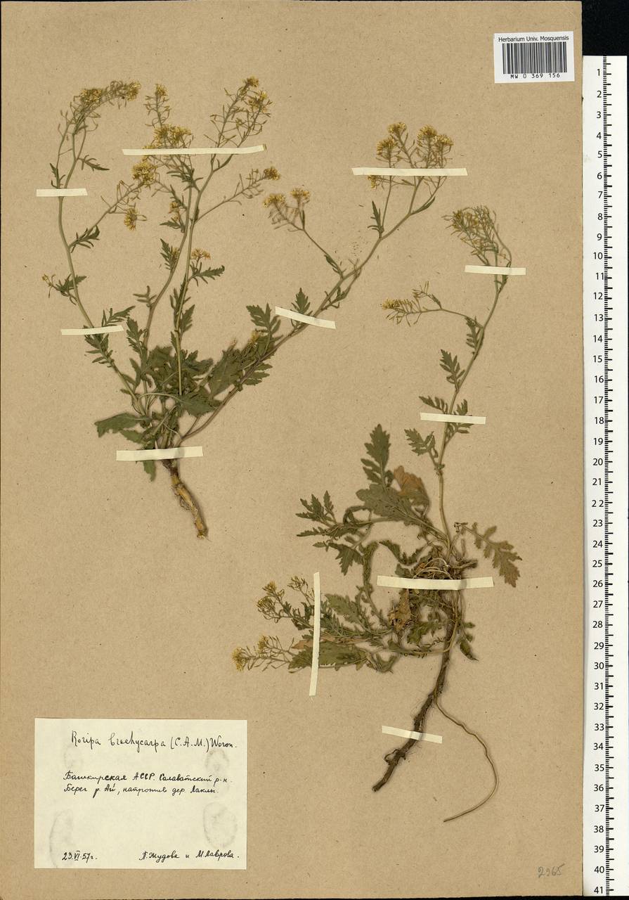 Rorippa brachycarpa (C.A. Mey.) Hayek, Eastern Europe, Eastern region (E10) (Russia)