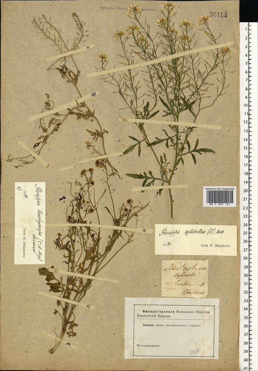 Rorippa brachycarpa (C.A.Mey.) Hayek, Eastern Europe, North Ukrainian region (E11) (Ukraine)