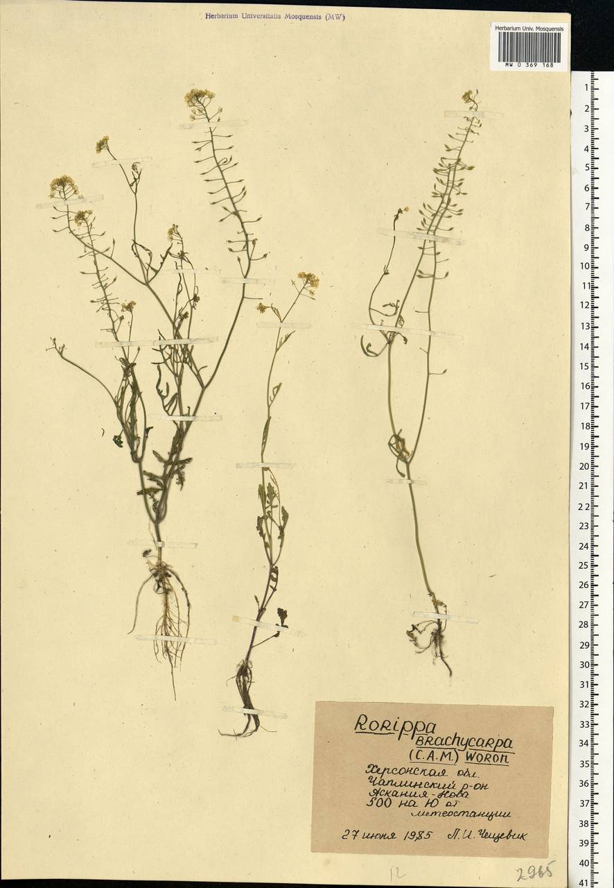 Rorippa brachycarpa (C. A. Mey.) Hayek, Eastern Europe, South Ukrainian region (E12) (Ukraine)