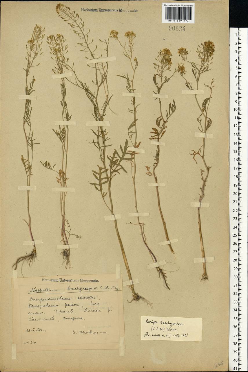 Rorippa brachycarpa (C.A.Mey.) Hayek, Eastern Europe, South Ukrainian region (E12) (Ukraine)