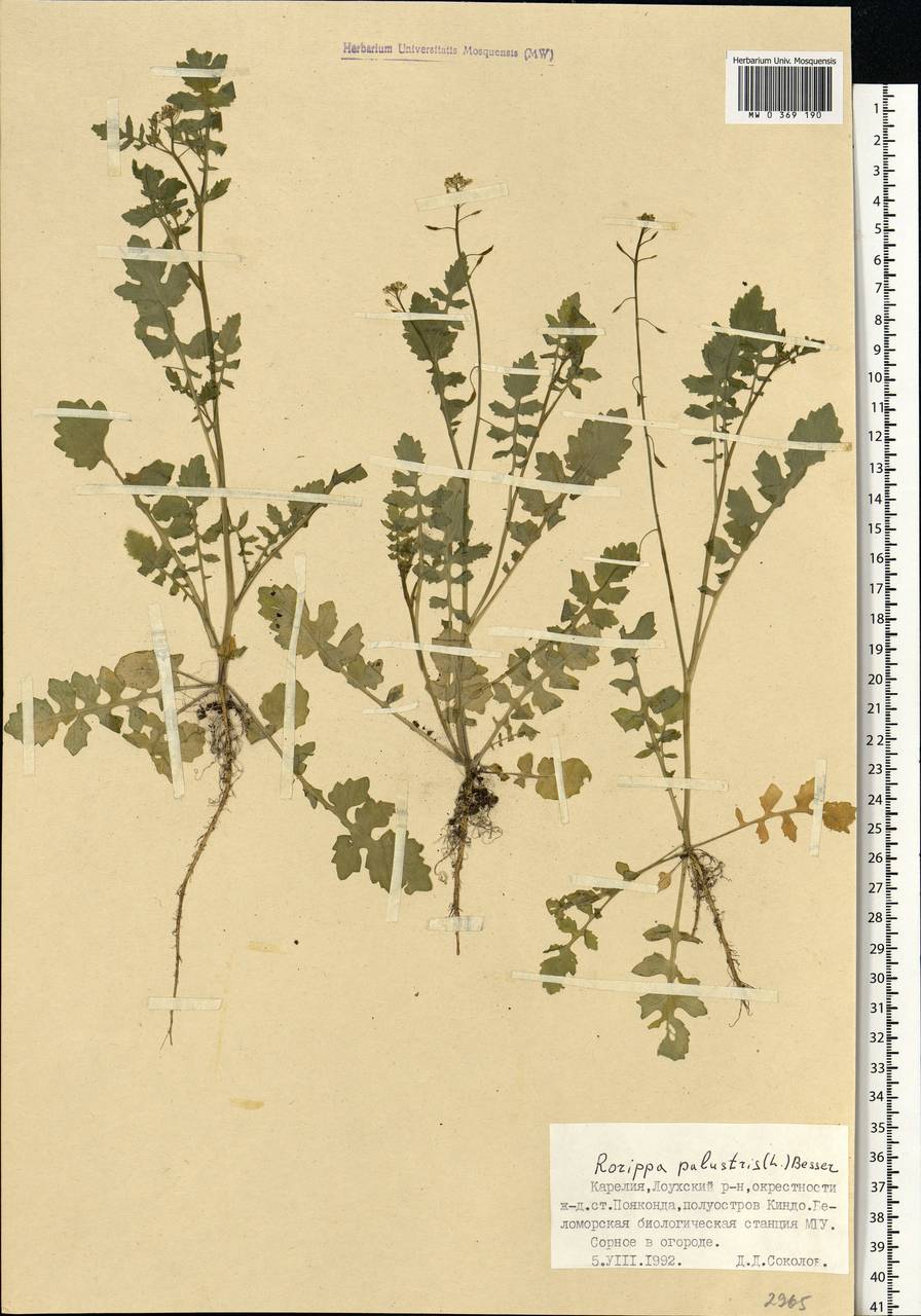 Rorippa palustris (L.) Besser, Eastern Europe, Northern region (E1) (Russia)