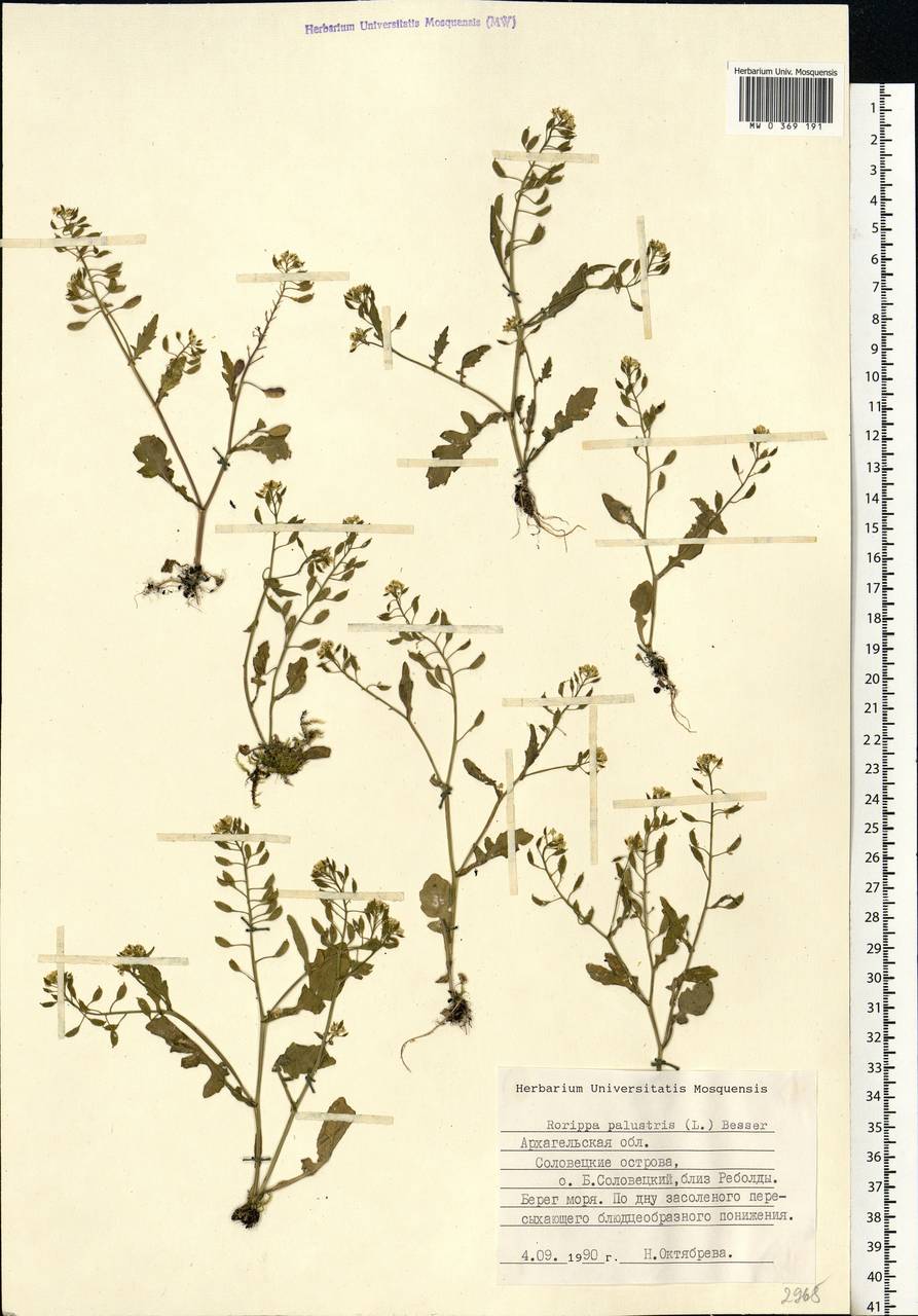 Rorippa palustris (L.) Besser, Eastern Europe, Northern region (E1) (Russia)