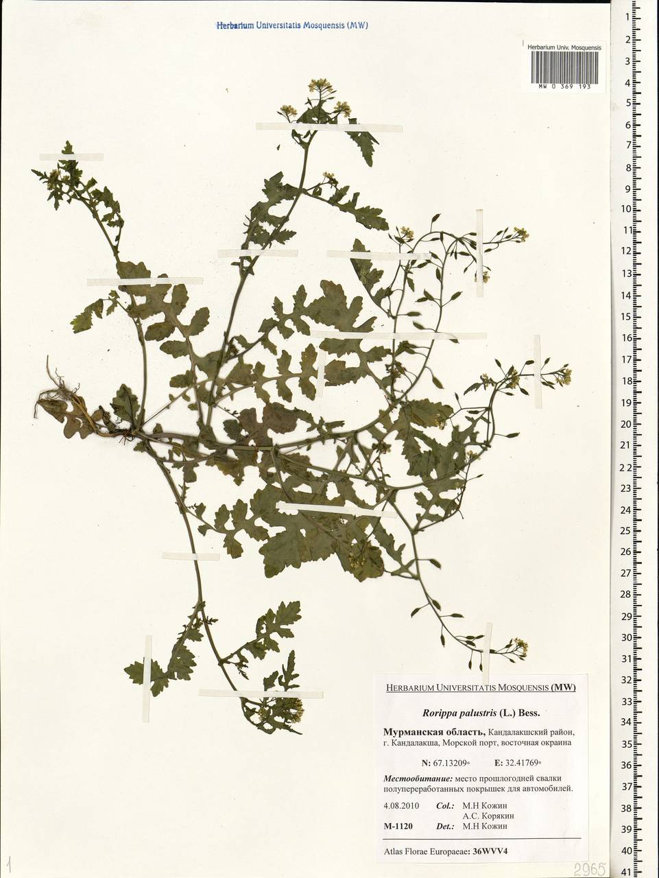 Rorippa palustris (L.) Besser, Eastern Europe, Northern region (E1) (Russia)