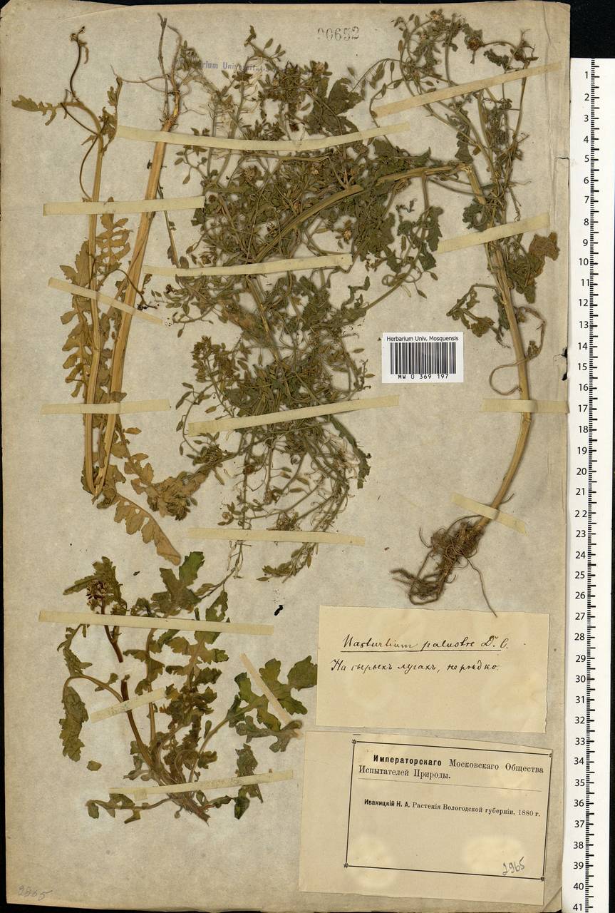 Rorippa palustris (L.) Besser, Eastern Europe, Northern region (E1) (Russia)