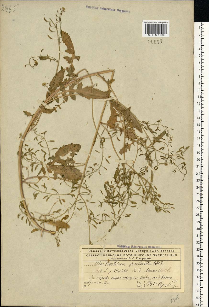 Rorippa palustris (L.) Besser, Eastern Europe, Northern region (E1) (Russia)