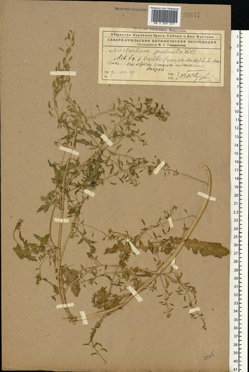 Rorippa palustris (L.) Besser, Eastern Europe, Northern region (E1) (Russia)