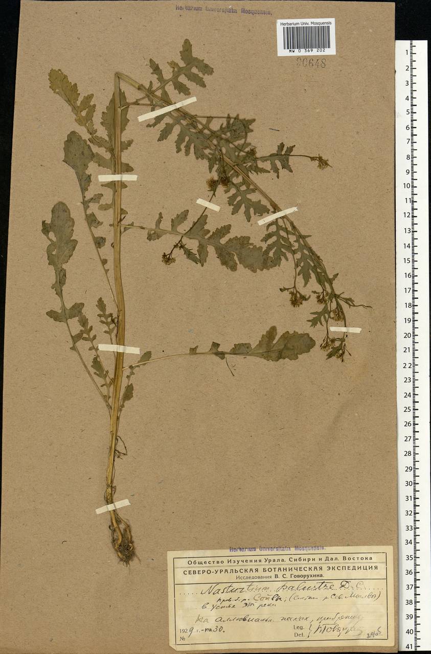 Rorippa palustris (L.) Besser, Eastern Europe, Northern region (E1) (Russia)