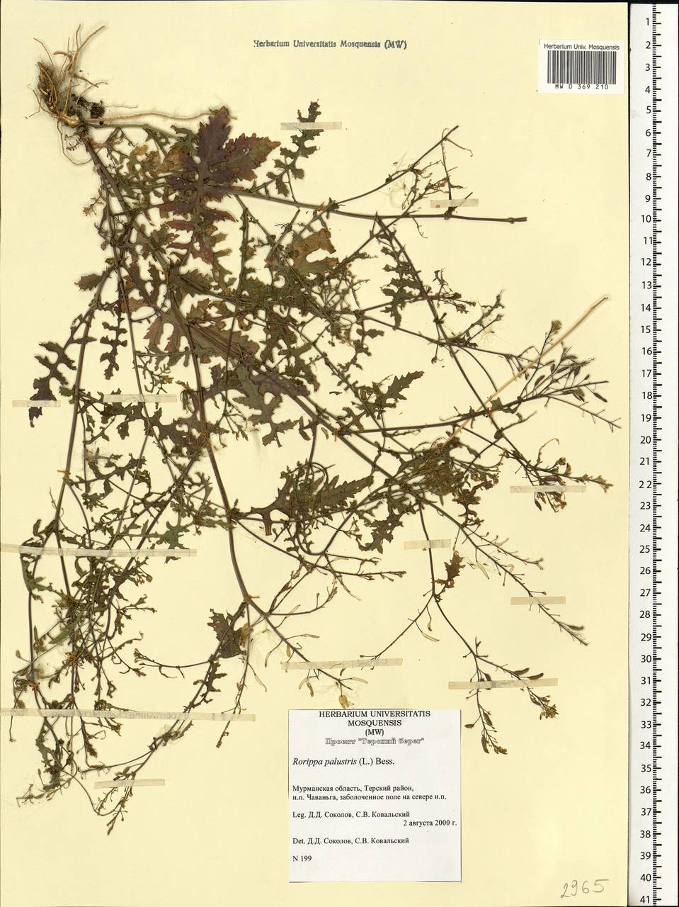 Rorippa palustris (L.) Besser, Eastern Europe, Northern region (E1) (Russia)