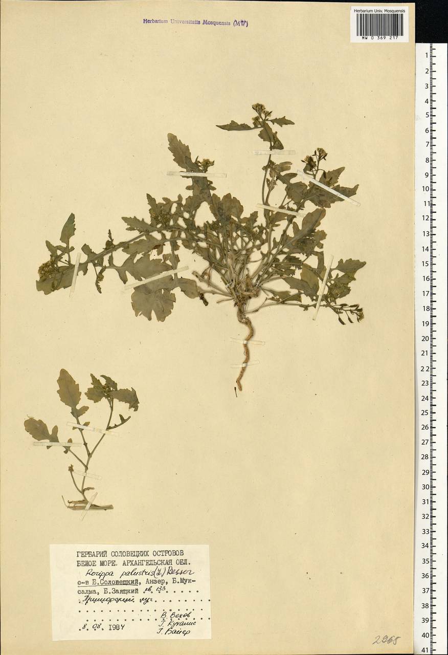 Rorippa palustris (L.) Besser, Eastern Europe, Northern region (E1) (Russia)