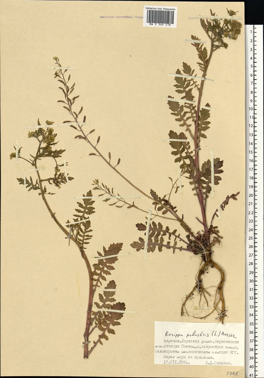 Rorippa palustris (L.) Besser, Eastern Europe, Northern region (E1) (Russia)