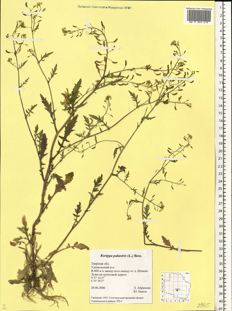 Rorippa palustris (L.) Besser, Eastern Europe, North-Western region (E2) (Russia)