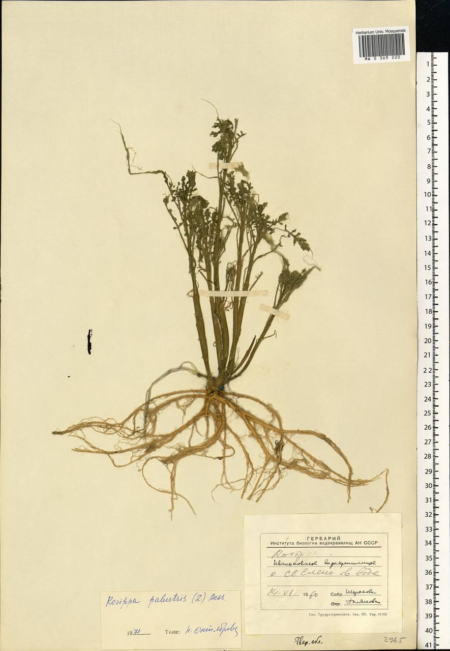 Rorippa palustris (L.) Besser, Eastern Europe, North-Western region (E2) (Russia)