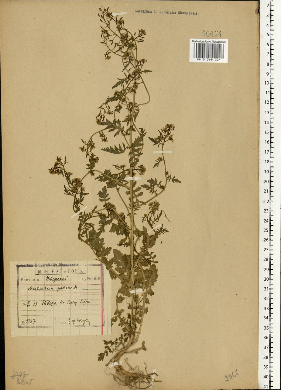 Rorippa palustris (L.) Besser, Eastern Europe, North-Western region (E2) (Russia)