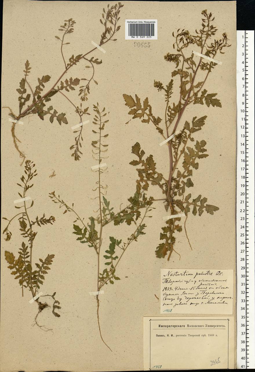 Rorippa palustris (L.) Besser, Eastern Europe, North-Western region (E2) (Russia)