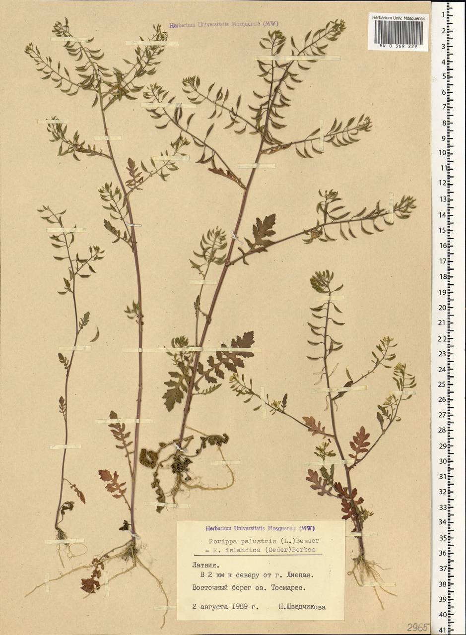 Rorippa palustris (L.) Besser, Eastern Europe, Latvia (E2b) (Latvia)