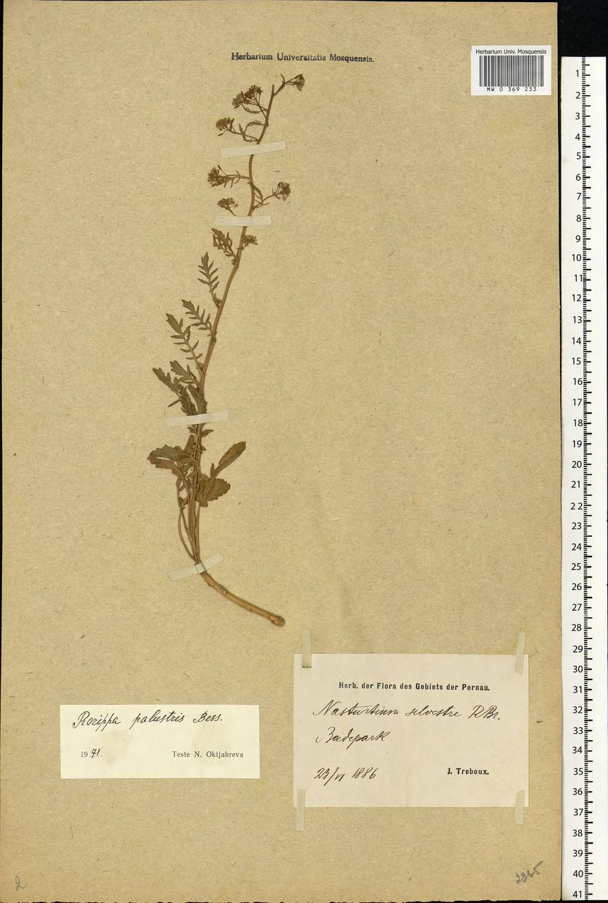 Rorippa palustris (L.) Besser, Eastern Europe, Estonia (E2c) (Estonia)