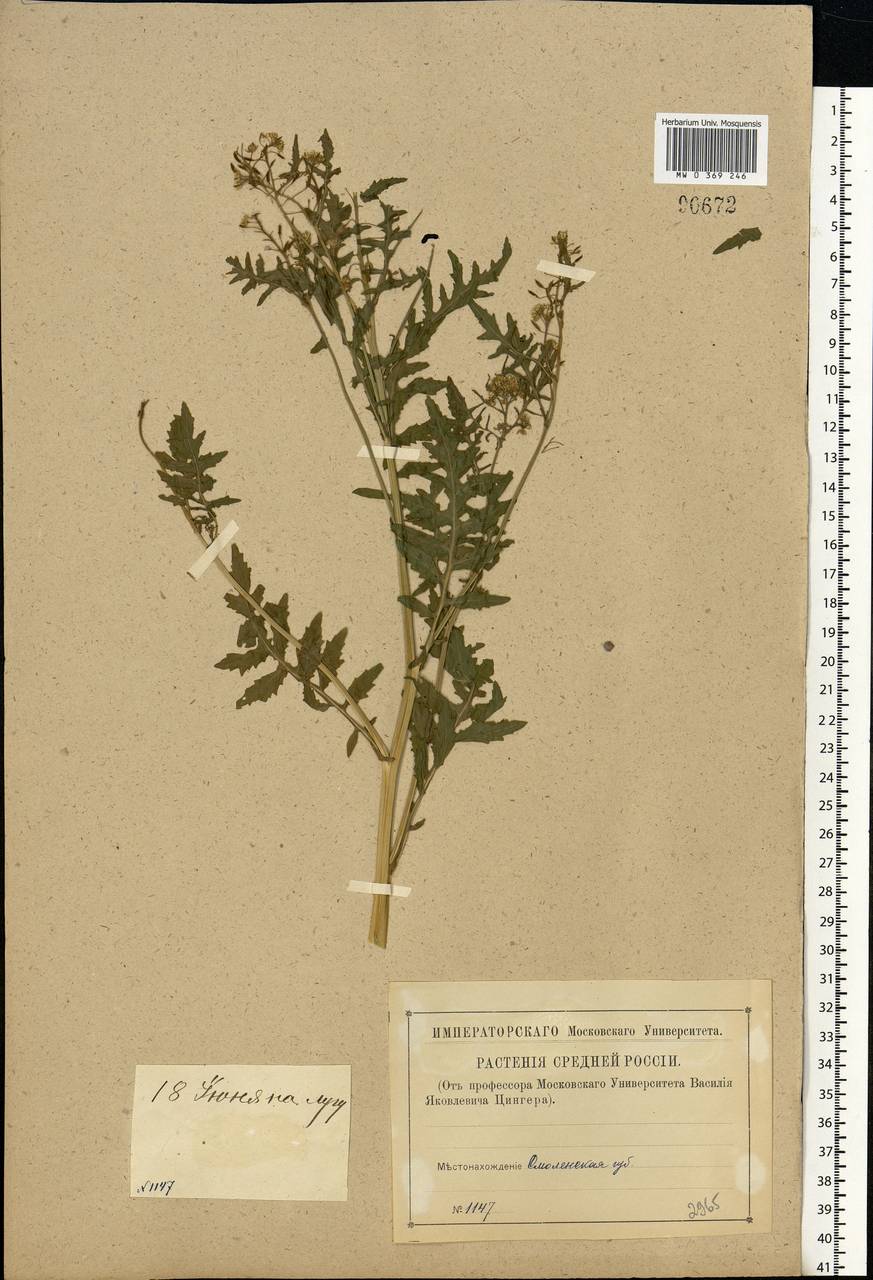 Rorippa palustris (L.) Besser, Eastern Europe, Western region (E3) (Russia)