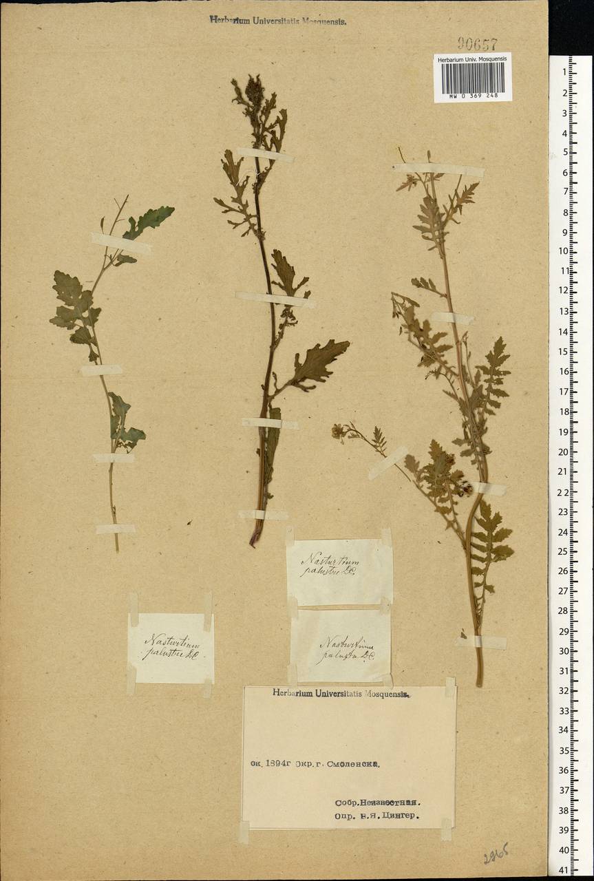 Rorippa palustris (L.) Besser, Eastern Europe, Western region (E3) (Russia)