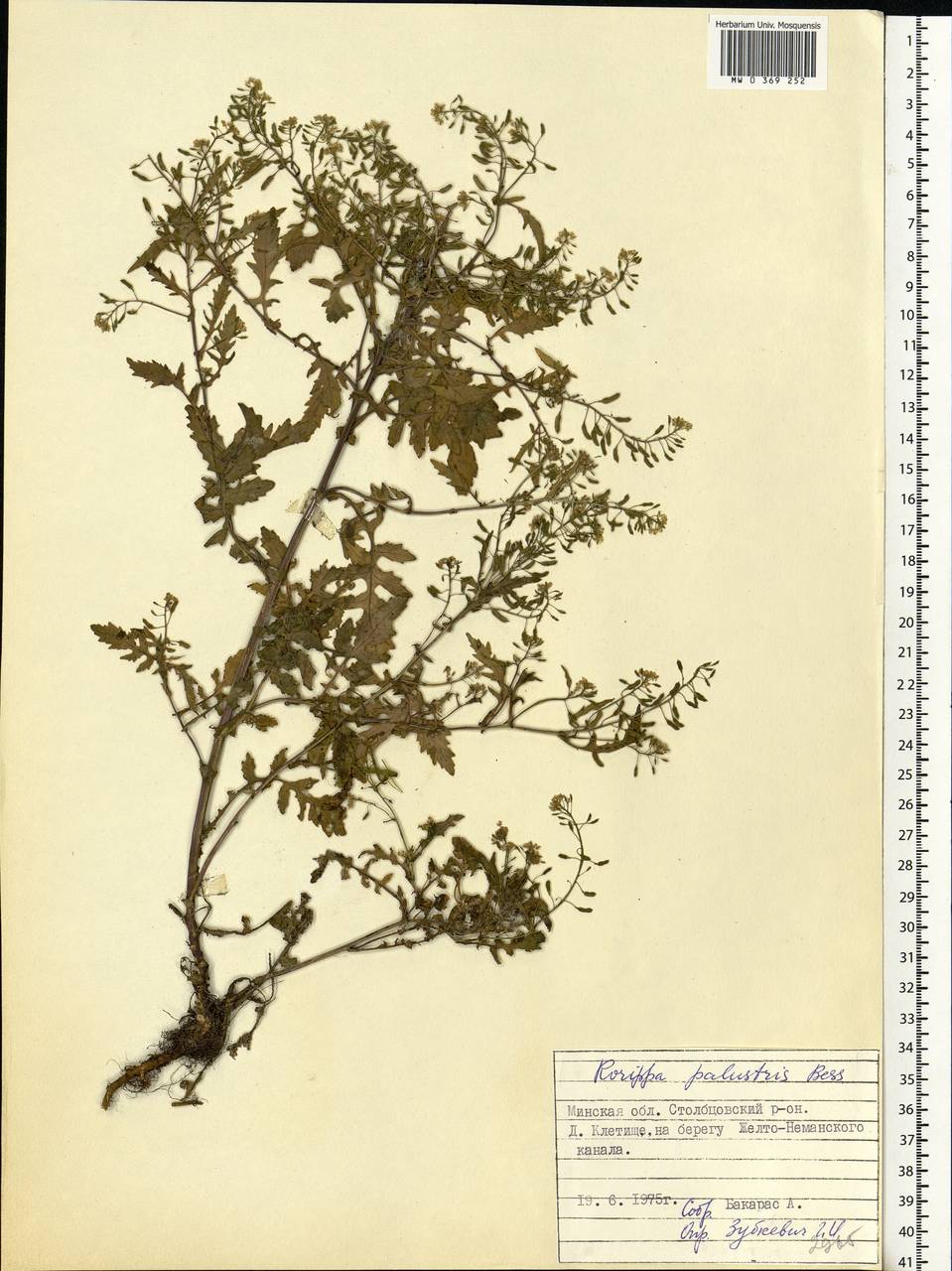 Rorippa palustris (L.) Besser, Eastern Europe, Belarus (E3a) (Belarus)