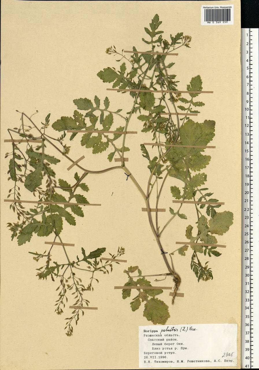 Rorippa palustris (L.) Besser, Eastern Europe, Central region (E4) (Russia)