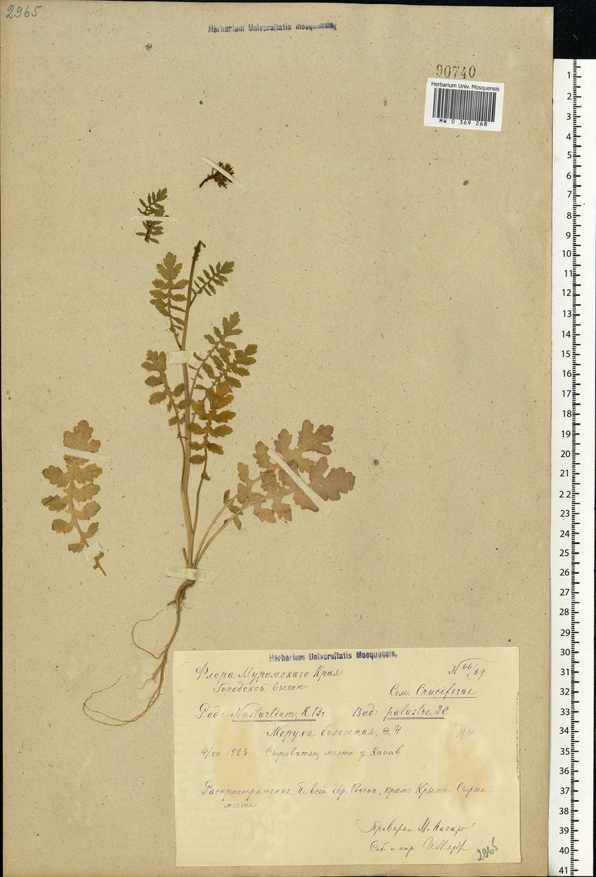 Rorippa palustris (L.) Besser, Eastern Europe, Central region (E4) (Russia)