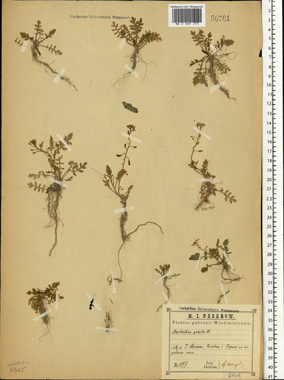Rorippa palustris (L.) Besser, Eastern Europe, Central region (E4) (Russia)
