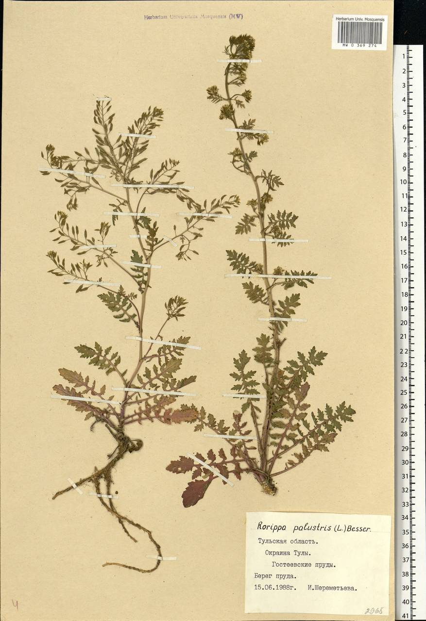 Rorippa palustris (L.) Besser, Eastern Europe, Central region (E4) (Russia)