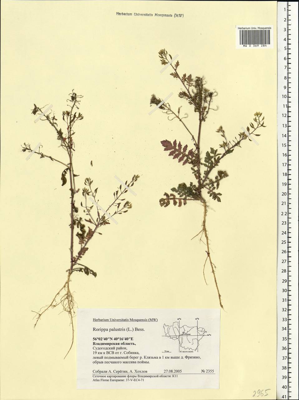 Rorippa palustris (L.) Besser, Eastern Europe, Central region (E4) (Russia)