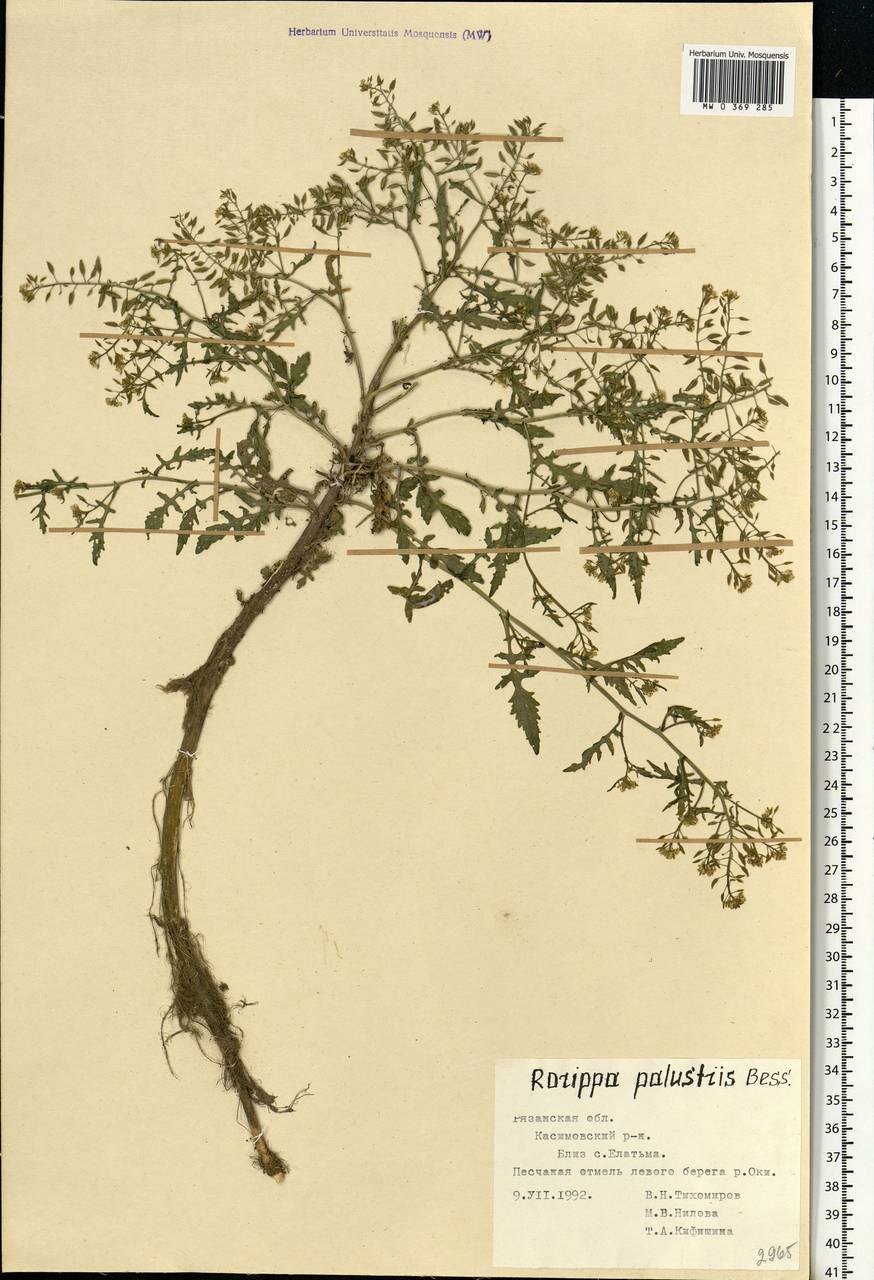 Rorippa palustris (L.) Besser, Eastern Europe, Central region (E4) (Russia)
