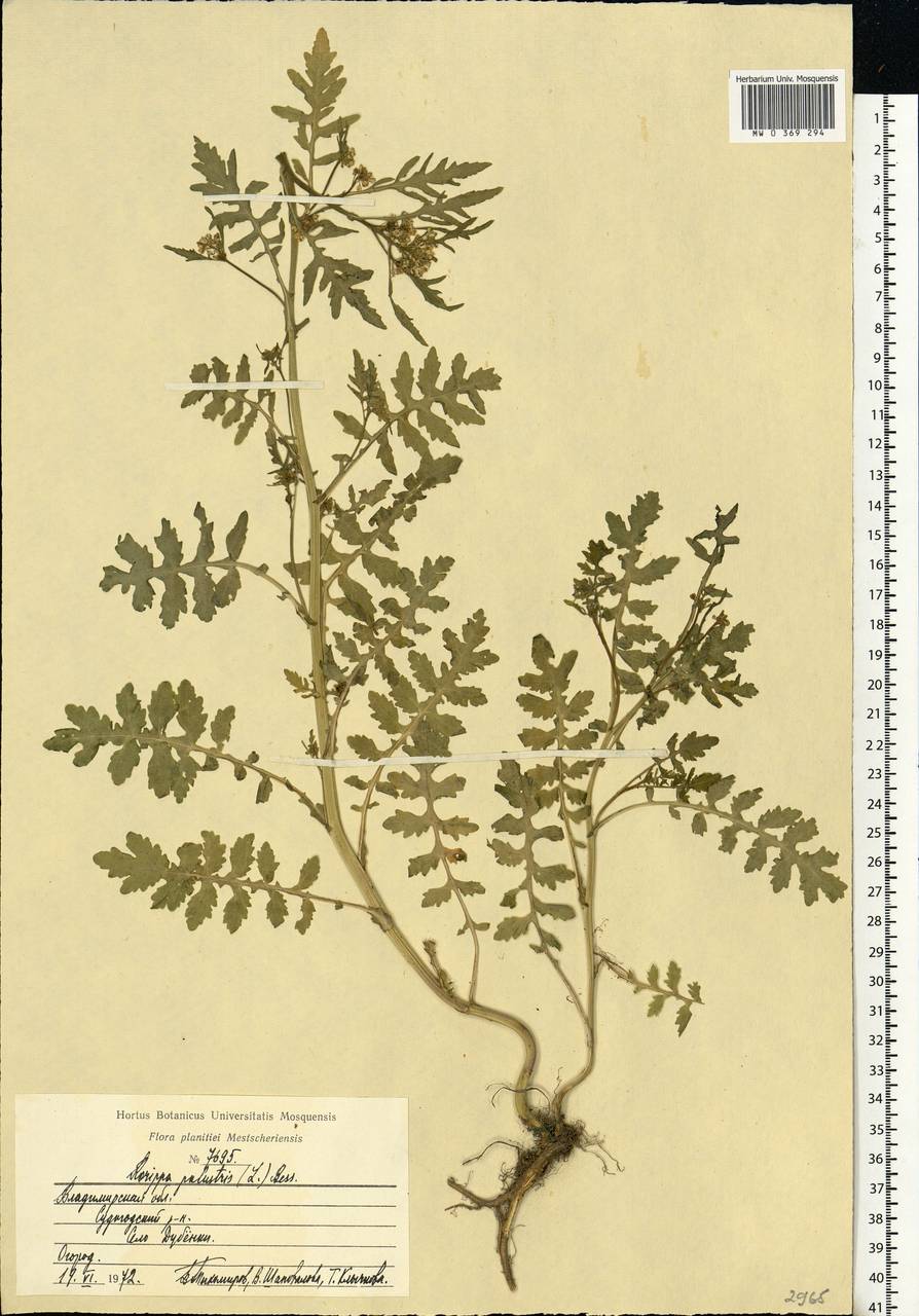 Rorippa palustris (L.) Besser, Eastern Europe, Central region (E4) (Russia)