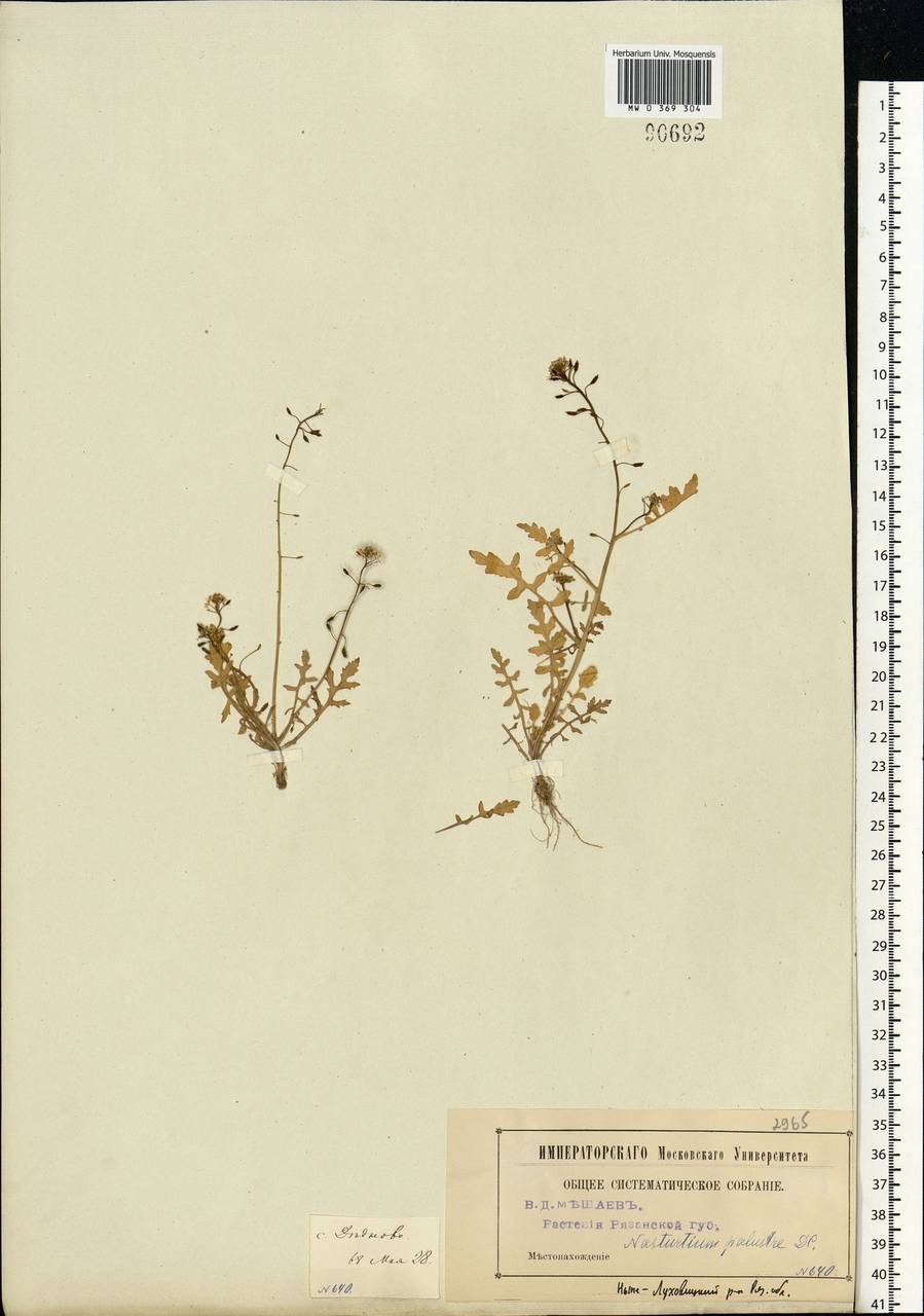 Rorippa palustris (L.) Besser, Eastern Europe, Moscow region (E4a) (Russia)