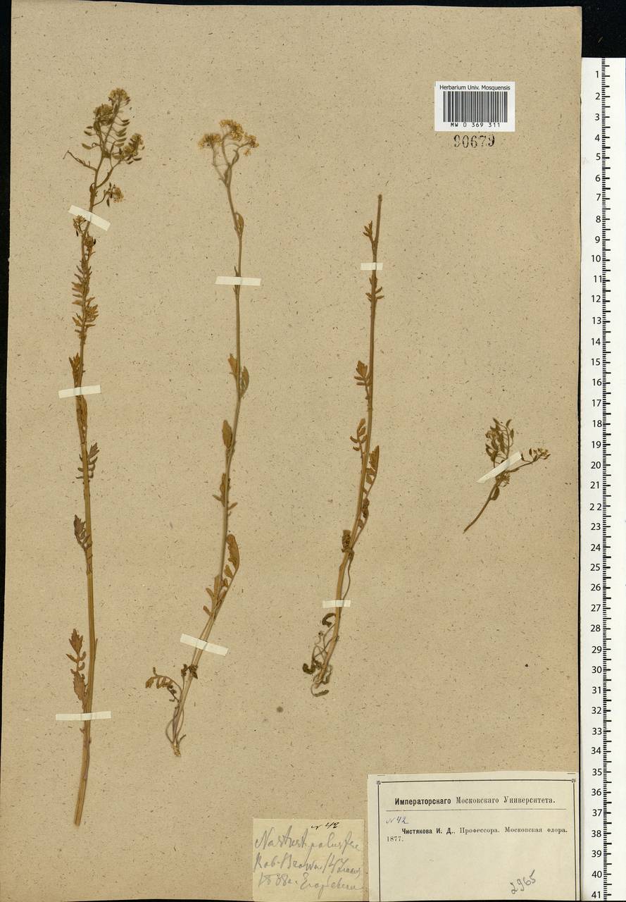 Rorippa palustris (L.) Besser, Eastern Europe, Moscow region (E4a) (Russia)