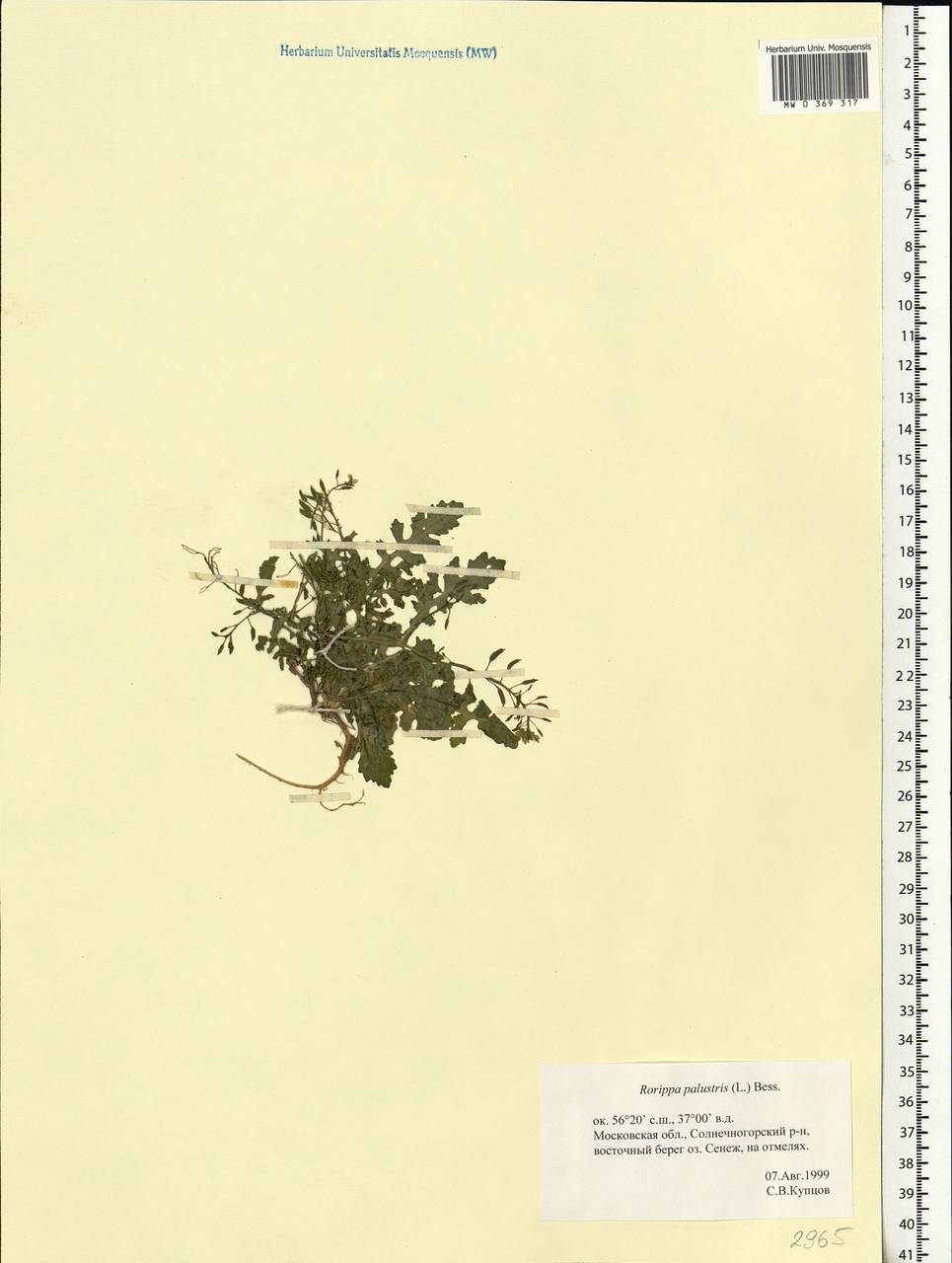 Rorippa palustris (L.) Besser, Eastern Europe, Moscow region (E4a) (Russia)