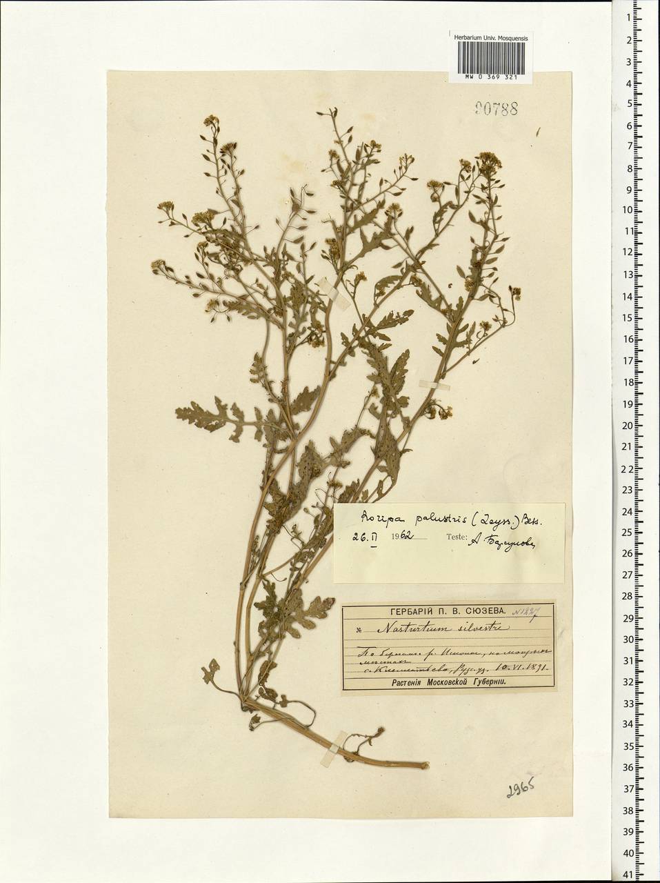 Rorippa palustris (L.) Besser, Eastern Europe, Moscow region (E4a) (Russia)
