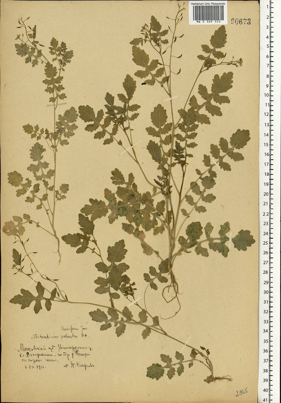Rorippa palustris (L.) Besser, Eastern Europe, Moscow region (E4a) (Russia)