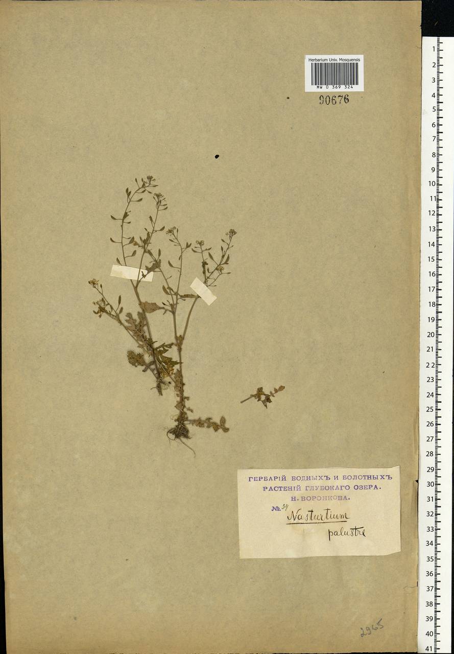 Rorippa palustris (L.) Besser, Eastern Europe, Moscow region (E4a) (Russia)