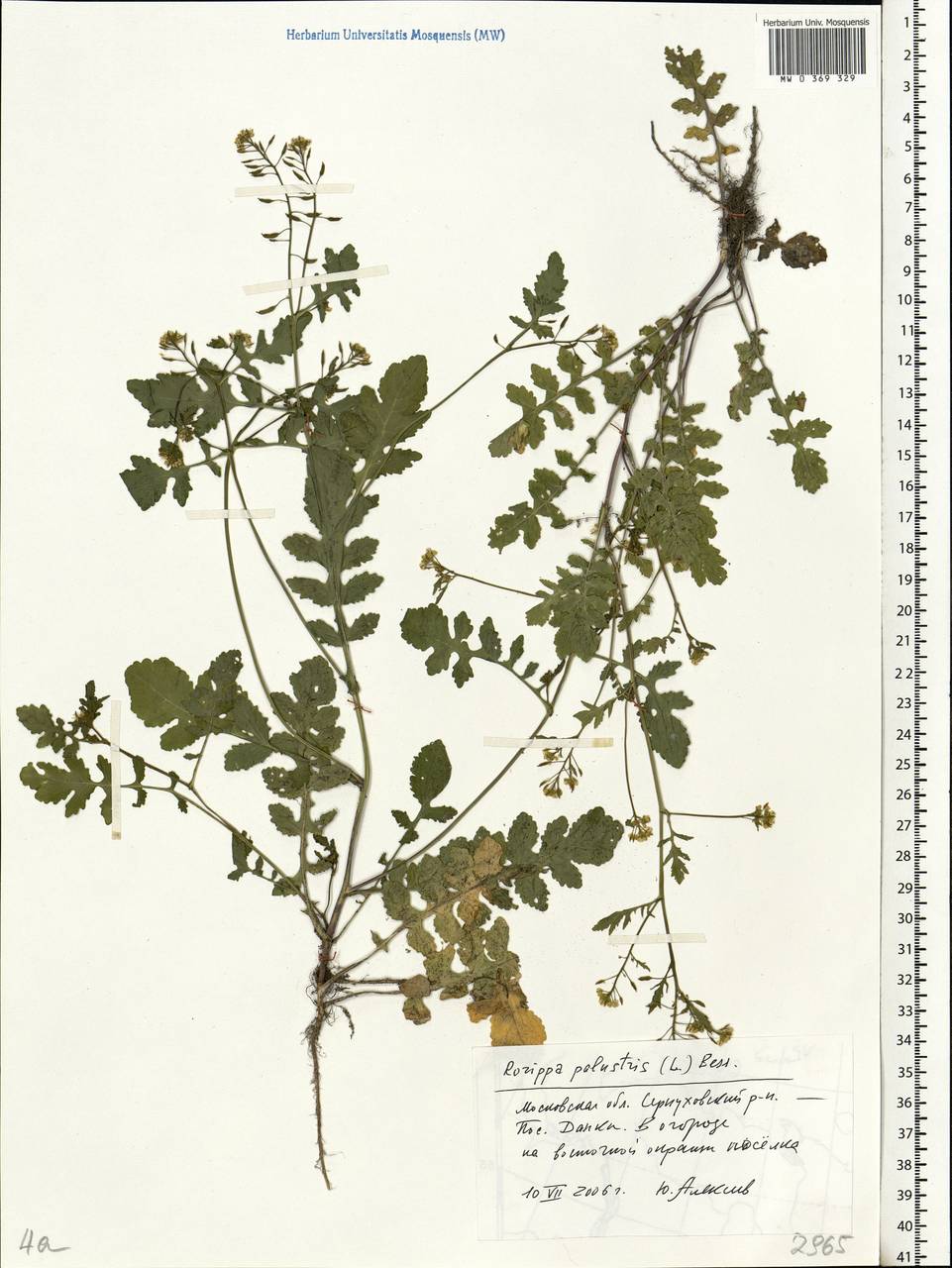 Rorippa palustris (L.) Besser, Eastern Europe, Moscow region (E4a) (Russia)