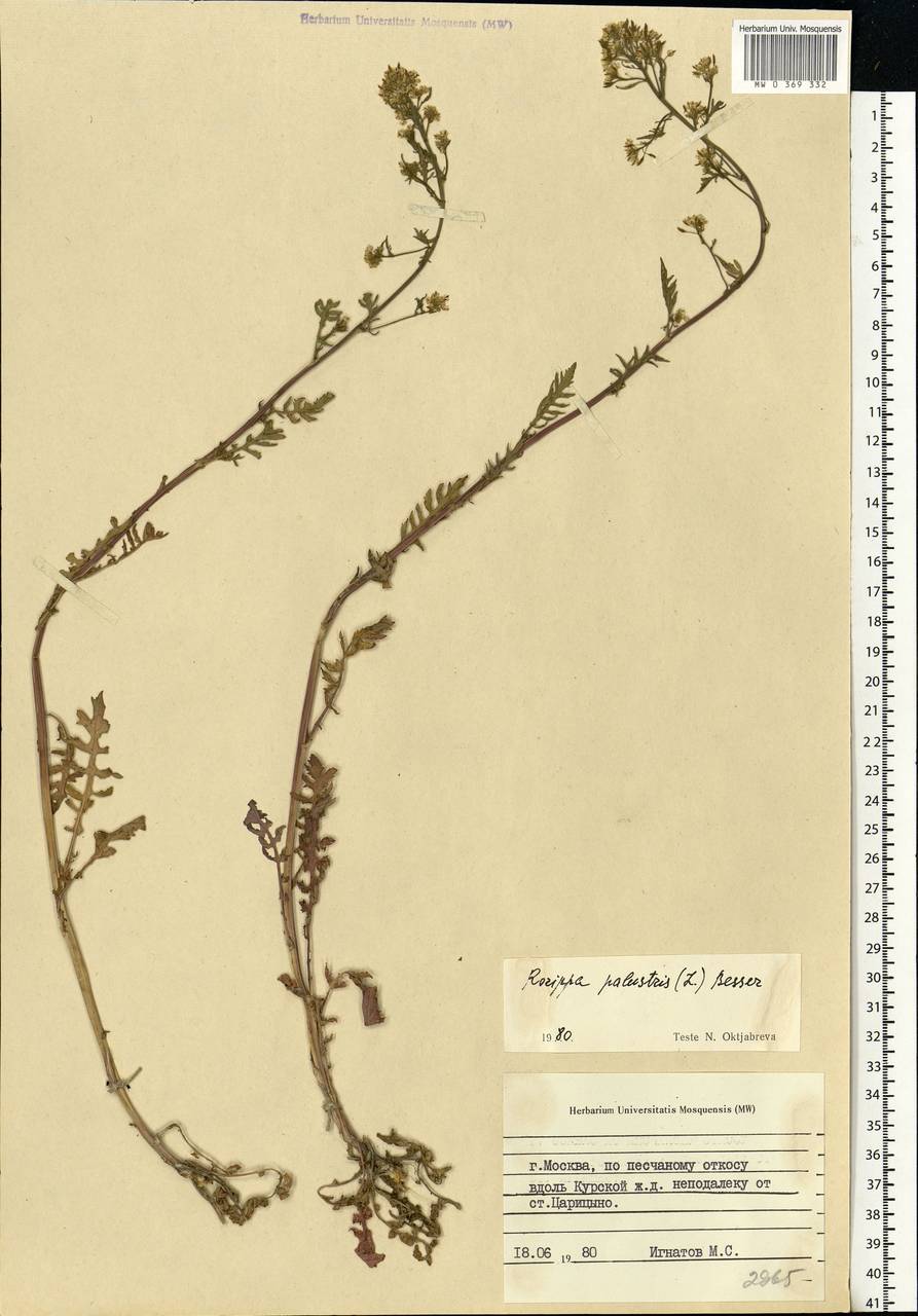 Rorippa palustris (L.) Besser, Eastern Europe, Moscow region (E4a) (Russia)